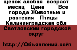 щенок алобая .возраст 1 месяц › Цена ­ 7 - Все города Животные и растения » Птицы   . Калининградская обл.,Светловский городской округ 